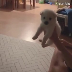 6.7K views · 99 reactions | Jindo dogs in Korea are natural treasures, as can be seen in 3-year-old Pung. Check out how he reacts when asked to kiss the puppy. Adorable! | Rumble Dogs | Facebook