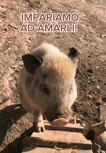 41 reactions | Il momento è ORA!!! Firma ORA contro la caccia per...