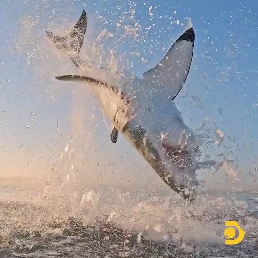 3.5K views · 62 reactions | Majestuoso ataque de tiburón blanco. | Honduras Noticias y Mas | Facebook