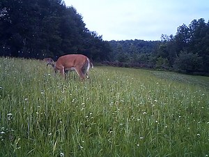 11 reactions | Big Rack Killzone........... | Big Rack Trophy Products & Whitetail Academy | Facebook