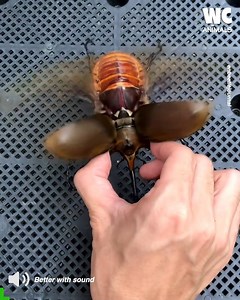 Exploring the Fascinating World of Beetles 🪲🐞 | Watercooler Animals