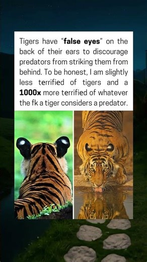 Behind Tigers’ Ears