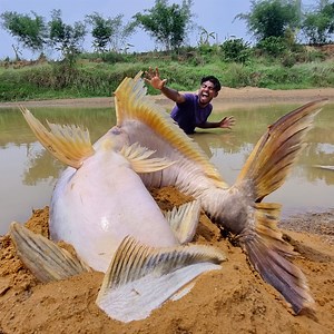 183K views · 1.2K reactions | Amazing Hand Fishing Video River Dry Place Deep Underground Hole Big Fish Finding System #fish | Fisherman Animal Lover Short | Facebook