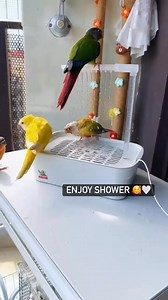 Enjoy Shower 🤍❤️ #birdsbaby #funnyvideos #cockatiel #birds #parrot #lovebirds #avicultura #parrotlover | Forest Aviary