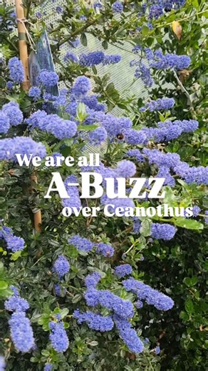 Ceanothus are a staple of every Spring garden, and here's why! 💙 They are an excellent food source for bees and other beneficial insects. 💙 Once mature, they are fairly drought tolerant. Ceanothus will obtain most of the moisture they require during rainfall, but will need watering in very hot weather. 💙 Mostly hardy, but avoid frost pockets and windy sites. 💙 Plant in sunny, but sheltered spot in well-drained soil. 💙 Also known as Californian Lilac - Ceanothus is a hard-working evergreen s
