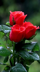 Beautiful Roses | Roses