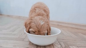 Chien chiot mignon Cavapoo ou Maltipoo : vidéo de stock (100 % libre de droit) 3633334763 | Shutterstock