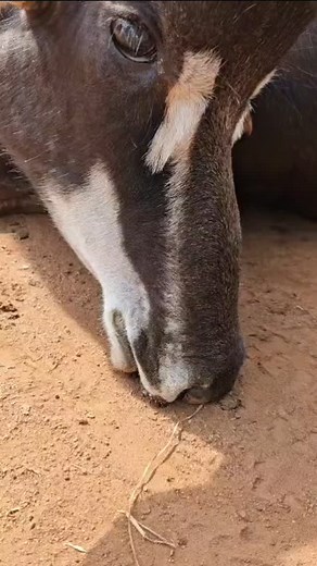 #sable#sablehuntingafrica#SteeleGameSafaris | Steele Game Safaris