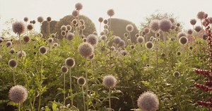 Στον άγριο κήπο του Piet Oudolf | LiFO