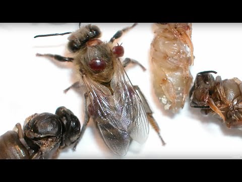 What If Bees Went EXTINCT? | BBC Earth Explore