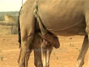 Baby camel suckling - cute!