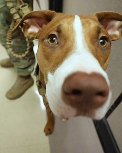 1M views | Ace is a special dog who lights up a room and heals the invisible wounds of our service men and women.  | The Daily Advertiser | Facebook