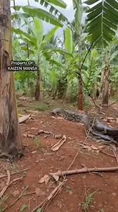 288K views · 750 reactions | Munculnya Ular Siluman Di Kebun Pisang  #snake #sora #newyear #christmas #story #holidayseason | Kornelis Mansa | Facebook