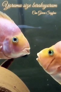 928K views · 14K reactions | Can Güven Sayfası Seviyorum Seni Yar.... | Can Güven | Facebook