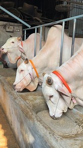 Biggest white bulls in Bangladesh | Biggest cow in Bangladesh 2023 | Sadeeq Agro | • • • • • • • • • • • • • • • #brahman_cattle #brahman #brahmanbulls #andhra_pradesh #biggest_bull #cow #biggest_cow #biggest_cow_in_the_world #biggest_sahiwal_bull #1950kg_bull #heaviest_bull_in_the_world #heaviest_cow_in_the_world #chianina #sadeeqagro #texas_longhorn #angus #brangus #holstein_friesian #gyr_bull #fleckvieh #sapi #lembu #goru #gorur_haat #cow_mandi #khillar #jallikattu #kangayam #tharparker #hary