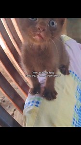 Un gato marrón, pidan un deseo🥰🐈#gatosdivertidos #michistiernos #michisfelices #gatitos | Gatitos bonitos