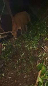 Persiapan inseminasi buatan #inseminator #ib #sexinglimousinjantan #fyp #PejuangKonten #MariBerkarya #jangkauan #fyp | Aries Shang Khalifah