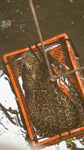 3.2K views · 286 reactions | Villagers in Maharashtra were recently...