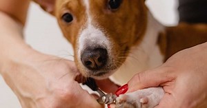 Comment couper les griffes d'un chien ?
