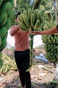 1M views · 8.3K reactions | Amazing Technology | Must Watch For Free Civil Engineering Courses Please Visit | https://t2m.io/ocKzdEbz | The Civil Engineering | Facebook