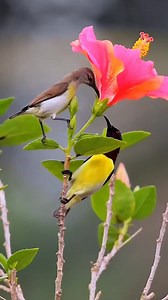 45 reactions | A sunbird couple foraging for nectar. | Animals Videos | Facebook