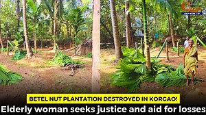 11K views · 82 reactions | Betel nut plantation destroyed in Korgao! Elderly woman seeks justice and aid for losses #Goa #Goanews #Betel #Destroyed | In Goa 24x7 | Facebook
