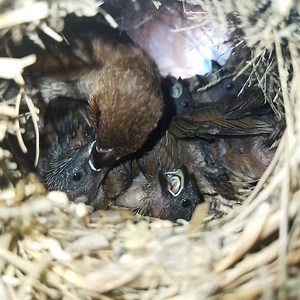 #Ep158. Scaly-breasted munia Birds- All bird nests | Review Bird Nest