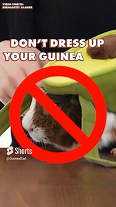 ⛔DON’T DRESS UP YOUR GUINEA PIG⛔ . 👇CLICK HERE FOR MORE INFO!👇 GuineaDad Blog: Why you shouldn't put guinea pigs in clothes . https://guineadad.com/blogs/news/why-you-shouldnt-put-guinea-pigs-in-clothes . . #guineapig #guineadad #guineapigslovers #cute #weeklyfluff #guineapigcare #petsincostume #costume #cuteanimals #trending | GuineaDad