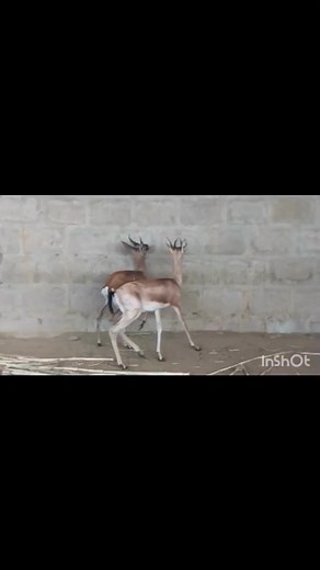1.6K views · 16 reactions | 歷 Chinkara Deer Adult Pair 歷 Ready To First Breed 歷 Looking For New Shelter 歷 Contact WhatsApp 03128708880 #pakistandeerfarm #deer #farming #farm | Pakistan Deer Farm | Facebook