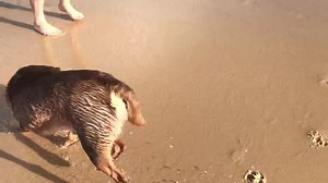 215 reactions · 9 comments | Morning Beach fun for Charlie  | The Residents of Fairy Castle Farm | Facebook