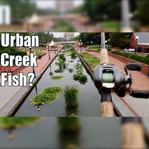 15 reactions · 3 comments | Fishing an Urban Creek and Catching This Huge Carp! | 1Rod1ReelFishing | Facebook