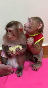 OMG, Big Monkey Very Jelouse #love #hotnew #monkey #reel #Cute #Animals #Fantasy #Adorable #reelsvideoシ #reelsviralシ #fbviralpost2025シ #fypシ #fbviral | Lovely Monkey ChiChi
