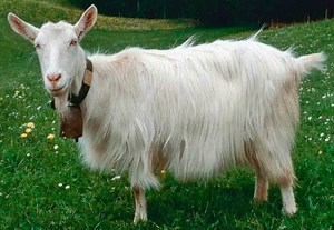 Appenzell goat - Alchetron, The Free Social Encyclopedia