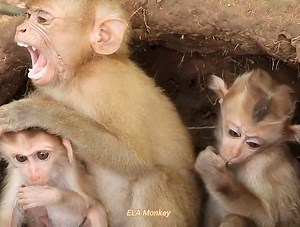 72K views · 5.2K reactions | Wow poor monkey This group of mother monkeys takes good care of and raises their young | ELA Monkey | Facebook