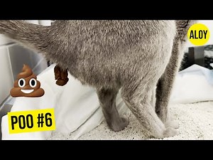 💩 Kitty Pooping - Vol. 6 💩 (DAY769)