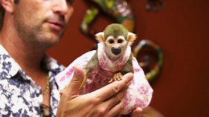 232K views · 186 shares | After being neutered, Zooki the pasta eating squirrel monkey is happy to be reunited with his "wife." | National Geographic Animals | Facebook