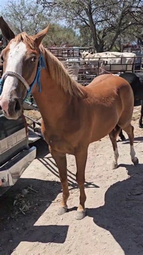 Caballos finos yeguas de carreras mulas y mas #yeguas #toros #caballosfinos | Hunter Vlogs