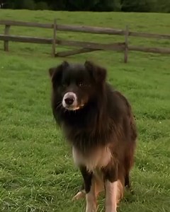 3.6K views · 55 reactions | Sheep are password protected.  Babe (1995) | Universal Pictures | Facebook