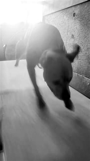 Kimber getting her carpet mill work in this morning. Hard to get a go... | Sporting Dogs