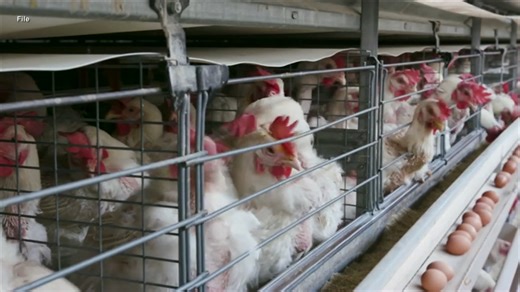 6.8K views · 75 reactions | A dairy worker in Texas tested positive for bird flu, leaving some wondering if humans and our food supply are at risk. | Inside Edition | Facebook