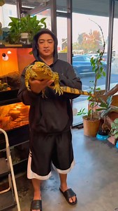 1.4K views · 3.4K reactions | Cumingi yellow headed water monitor...