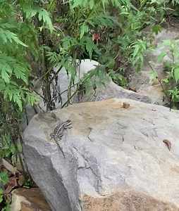 Male and female eastern fence lizards (Sceloporus undulatus). | Critters Of The World & Southern Outdoor Education