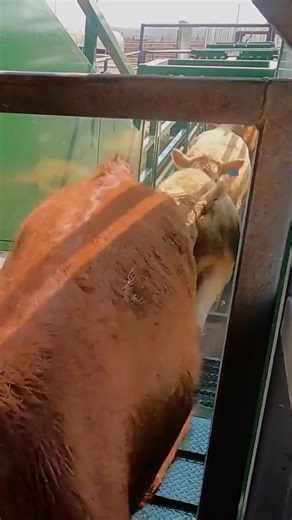 Loading cattle doesn’t have to feel like an impossible task 💪 Whether you’re loading cattle for market or taking them to pasture, the Arrowquip Cattle Loading Chute has you covered. This loading chute is adjustable from 12” to 51” high, so you can connect to a semi truck or cattle trailer of any height, and it provides excellent traction for your cattle with a rib-checkered floor. Want to experience seamless loading every time? We recommend you upgrade to the Arrowquip Cattle Loading Chute 😉👉