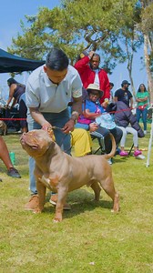 2.8K views · 26 reactions | Champion bully flexing at the Cali Classic bully show hosted by Concrete Crushers Kennel and Castanon Frenchies in Southern California #BullyEvents #CaliClassic #ConcreteCrushersKennel #CastanonFrenchies | Bully Events | Facebook