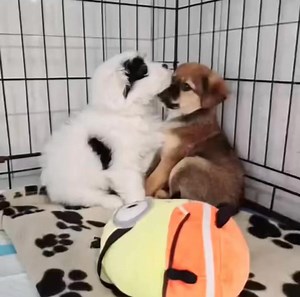 EDIT: MAMY DOMY TYMCZASOWE! W sprawie domu stałego, prosimy wysłać ankietę adopcyjną ➡️ https://bit.ly/ankieta_przedadopcyjna Nasze szczeniaki mają niecałe 2 miesiące – są po pierwszym szczepieniu. To oznacza jedno – czas na nowy rozdział w ich życiu! 🥹 Każdy z nich marzy o ciepłym kącie, miękkim posłanku i troskliwych rękach, które pokażą im, jak wygląda prawdziwy dom 🏡 Szukamy domów tymczasowych, które pomogą im rozpocząć tę przygodę w bezpiecznym i kochającym otoczeniu. PROSIMY O UDOSTĘPNIE