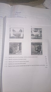 Identify and name the chicken that is a dual-purpose breed.Ide... | Filo