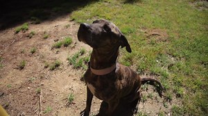 5.4K views · 333 reactions | Meet Tara! This girl is an 8-year-old...