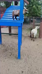1.3K views · 34 reactions | Leaping lizard, oh, nope Lamb! | Bear Den Zoo & Petting Farm | Facebook