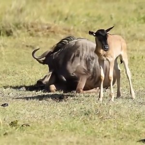 Amazing Wildebeest Giving Birth, Rare moments in nature | DKC_Cambodia