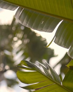 The Cove - where stunning nature designs timeless patterns for us to flow through #daioscove #makeitmagic #daiosstyle #nature #summervibes #beachresort | Daios Cove